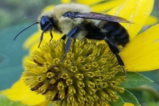 Bumblebot: Engineering A Pollination Solution | Purdue University TRAILS