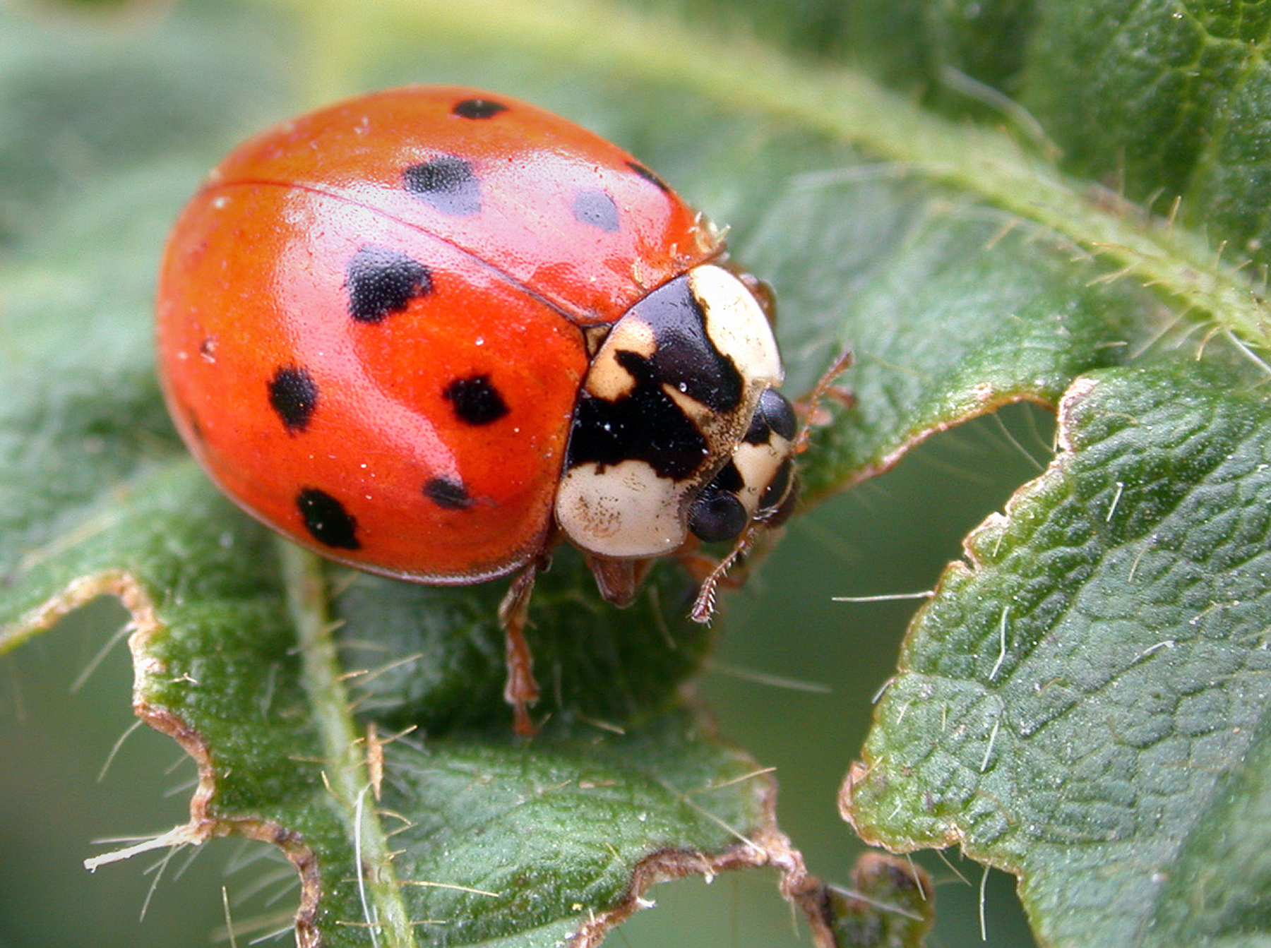 Asian lady beetles back in force this year