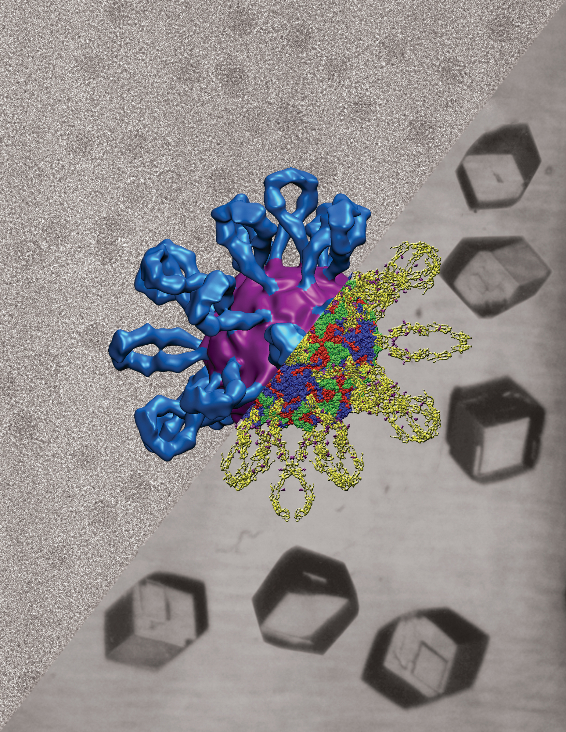 cold virus structure