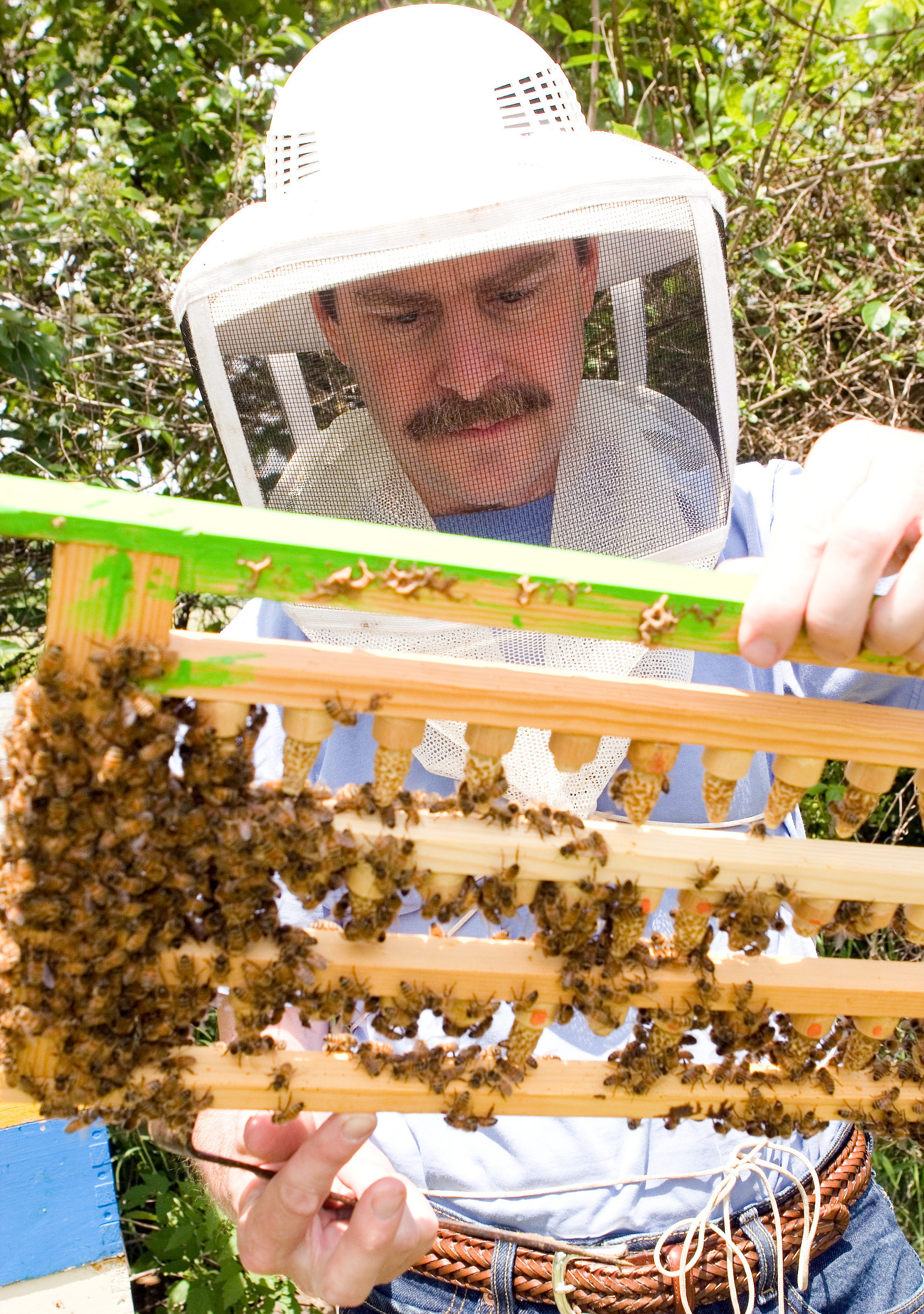 Healthy honey bees is goal of multi-institutional research team