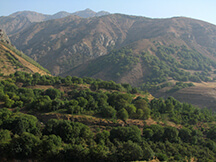 Persian walnut trees