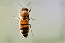 Dukes bees