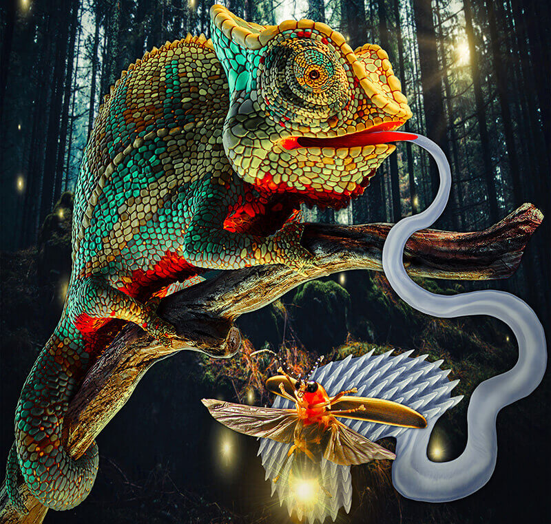 Chameleon illustration