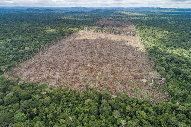 Amazon Rainforest After Deforestation