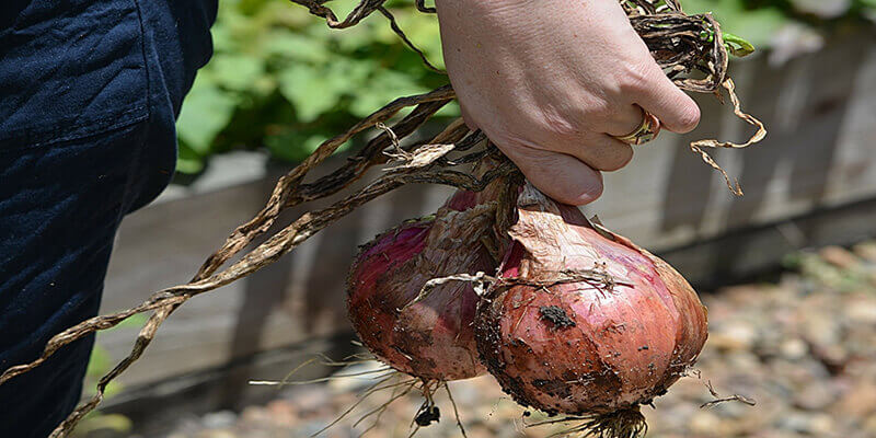 Protecting Farm Labor During The COVID-19 Pandemic - Purdue University News