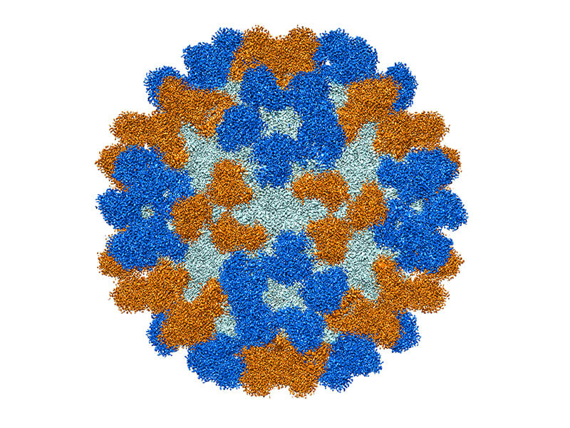 structural analysis of enterovirus 68