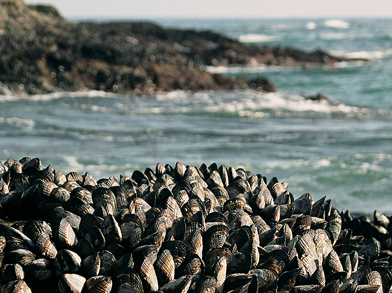 wilker-mussels