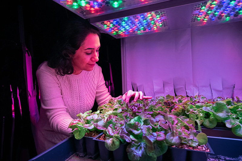 Fatemeh Sheibani examines lettuce plants of image
