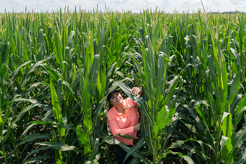 fernandezcampos-cornpathology